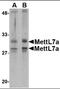 Methyltransferase Like 7A antibody, orb89216, Biorbyt, Western Blot image 