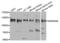 Ankyrin Repeat Domain 28 antibody, LS-C409901, Lifespan Biosciences, Western Blot image 