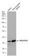 Ribonuclease H2 Subunit A antibody, PA5-78330, Invitrogen Antibodies, Western Blot image 