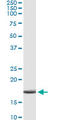 Apolipoprotein C4 antibody, LS-C196674, Lifespan Biosciences, Immunoprecipitation image 