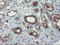 VHL Binding Protein 1 antibody, LS-C174033, Lifespan Biosciences, Immunohistochemistry frozen image 