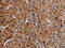 LIM Zinc Finger Domain Containing 1 antibody, CSB-PA795414, Cusabio, Immunohistochemistry frozen image 