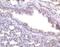 Atypical Chemokine Receptor 2 antibody, NB100-703, Novus Biologicals, Immunohistochemistry frozen image 