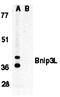 BCL2 Interacting Protein 3 Like antibody, orb74418, Biorbyt, Western Blot image 
