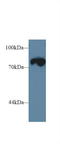 Triadin antibody, LS-C712164, Lifespan Biosciences, Western Blot image 