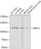 HECT And RLD Domain Containing E3 Ubiquitin Protein Ligase 3 antibody, 23-661, ProSci, Western Blot image 