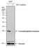 Triosephosphate Isomerase 1 antibody, NBP2-43761, Novus Biologicals, Western Blot image 