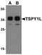 Testis Specific Protein Y-Linked 1 antibody, PA5-34483, Invitrogen Antibodies, Western Blot image 