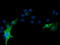 Rho-related GTP-binding protein Rho6 antibody, TA501769, Origene, Immunofluorescence image 