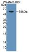 Regulator Of G Protein Signaling 6 antibody, LS-C373176, Lifespan Biosciences, Western Blot image 