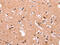 Gamma-Aminobutyric Acid Type A Receptor Alpha1 Subunit antibody, CSB-PA100614, Cusabio, Immunohistochemistry frozen image 