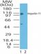 Importin 11 antibody, NB100-56484, Novus Biologicals, Western Blot image 