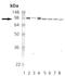 Heat Shock Protein 90 Alpha Family Class A Member 1 antibody, MBS565025, MyBioSource, Western Blot image 