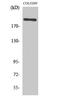 Multiple epidermal growth factor-like domains protein 8 antibody, A12840, Boster Biological Technology, Western Blot image 