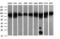 Dynamin 1 Like antibody, M00556-2, Boster Biological Technology, Western Blot image 