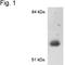 Cytochrome P450 Family 1 Subfamily A Member 2 antibody, PA1-341, Invitrogen Antibodies, Western Blot image 