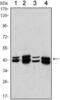 Protein Arginine Methyltransferase 6 antibody, GTX82806, GeneTex, Western Blot image 