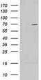 Tripartite Motif Containing 2 antibody, MA5-25207, Invitrogen Antibodies, Western Blot image 