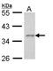 Apoptosis Enhancing Nuclease antibody, LS-C186244, Lifespan Biosciences, Western Blot image 