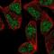 Zinc Finger Protein 627 antibody, PA5-67293, Invitrogen Antibodies, Immunofluorescence image 