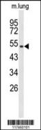 MutY DNA Glycosylase antibody, 63-813, ProSci, Western Blot image 