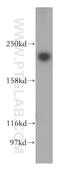 Nuclear Mitotic Apparatus Protein 1 antibody, 16607-1-AP, Proteintech Group, Western Blot image 