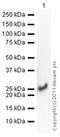 Cofilin 1 antibody, ab42824, Abcam, Western Blot image 