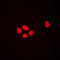 Exonuclease 1 antibody, LS-C353141, Lifespan Biosciences, Immunofluorescence image 