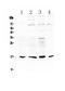 Interleukin-17B antibody, PA5-79472, Invitrogen Antibodies, Western Blot image 