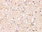 Glutamate Ionotropic Receptor Kainate Type Subunit 1 antibody, 4383, ProSci, Immunohistochemistry frozen image 