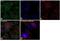 Polo Like Kinase 1 antibody, GTX15779, GeneTex, Immunocytochemistry image 