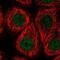 E3 ubiquitin-protein ligase RFWD3 antibody, NBP2-57566, Novus Biologicals, Immunofluorescence image 