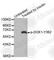 Docking Protein 1 antibody, AP0248, ABclonal Technology, Western Blot image 