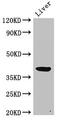 Alcohol Dehydrogenase 5 (Class III), Chi Polypeptide antibody, CSB-PA001357LA01HU, Cusabio, Western Blot image 