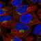 Calmodulin Like 4 antibody, HPA051109, Atlas Antibodies, Immunocytochemistry image 