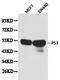 p53 antibody, LS-C192621, Lifespan Biosciences, Western Blot image 