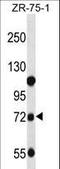 Glucuronidase Beta antibody, LS-C166746, Lifespan Biosciences, Western Blot image 