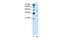 G Protein-Coupled Receptor 161 antibody, PA5-42153, Invitrogen Antibodies, Western Blot image 
