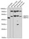 Bone Morphogenetic Protein 15 antibody, GTX33039, GeneTex, Western Blot image 
