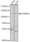 Oxysterol Binding Protein Like 5 antibody, 18-307, ProSci, Western Blot image 