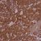 Coatomer Protein Complex Subunit Epsilon antibody, NBP2-38512, Novus Biologicals, Immunohistochemistry frozen image 