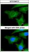 Ubiquitin Conjugating Enzyme E2 L3 antibody, LS-C185647, Lifespan Biosciences, Immunocytochemistry image 