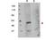 FKBP Prolyl Isomerase 8 antibody, TA319236, Origene, Western Blot image 