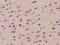 FMR1 Autosomal Homolog 1 antibody, 204245-T08, Sino Biological, Immunohistochemistry frozen image 