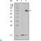Serine/Threonine/Tyrosine Kinase 1 antibody, LS-C814061, Lifespan Biosciences, Immunohistochemistry paraffin image 