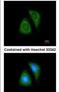 Protein Tyrosine Phosphatase Non-Receptor Type 6 antibody, PA5-27803, Invitrogen Antibodies, Immunofluorescence image 