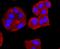 CD74 Molecule antibody, A01340-1, Boster Biological Technology, Immunocytochemistry image 