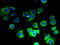 Cytochrome C Oxidase Subunit 5B antibody, A51597-100, Epigentek, Immunofluorescence image 