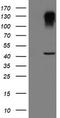 Serpin Family B Member 1 antibody, TA800078, Origene, Western Blot image 