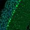 Protein Phosphatase 1 Regulatory Inhibitor Subunit 1B antibody, NBP2-33534, Novus Biologicals, Immunocytochemistry image 